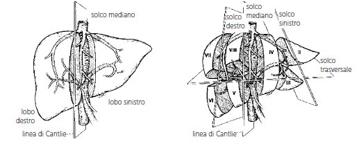 lobi-fegato