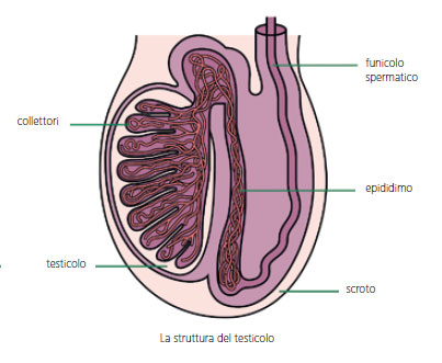 testicolo